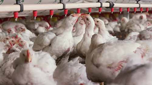 农业方面的职业选择