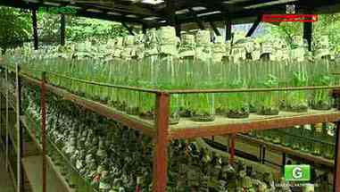 如何种植香蕉树