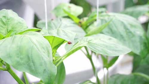 如何用益虫帮助消灭害虫