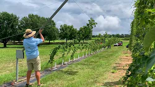 番茄作物的病虫害防护
