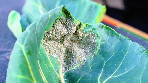 花园中的常见害虫