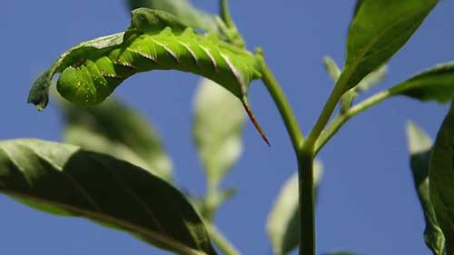 如何消灭番茄角虫