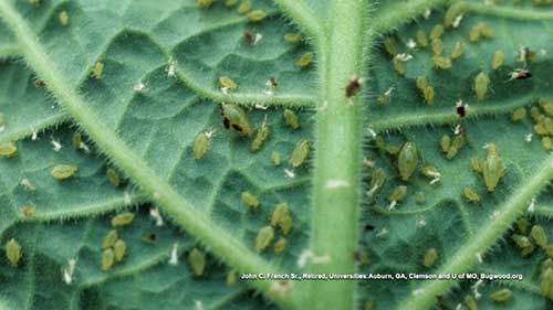 消灭几种番茄常见害虫