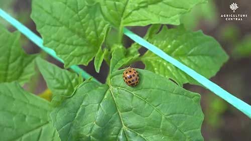 农业害虫终极指南