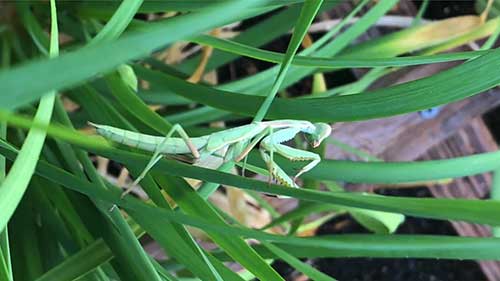 有机除虫新方法