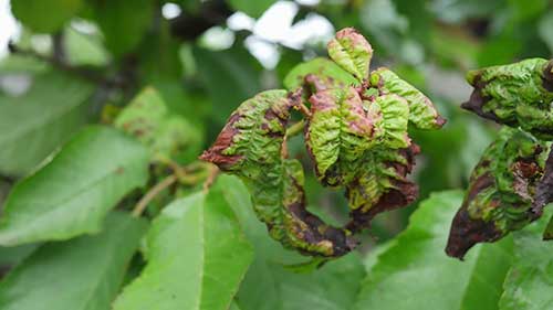 如何防治果树蚜虫