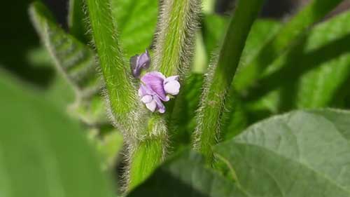 杀菌剂和大豆健康