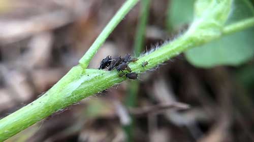 蔬菜虫害的有机防治方法