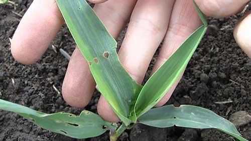 小地老虎蛾的有效防治