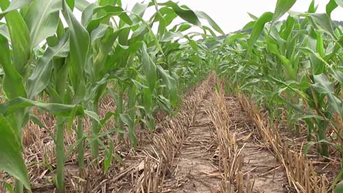 黏虫的危害和治理