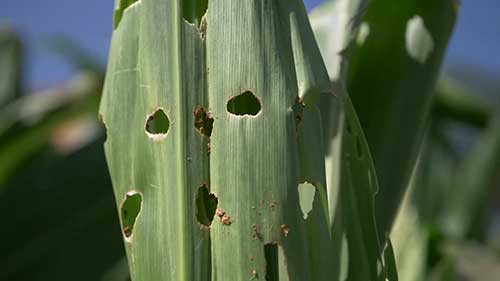 如何防治秋黏虫