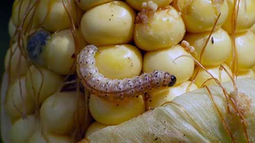 玉米种植中的杀虫剂使用