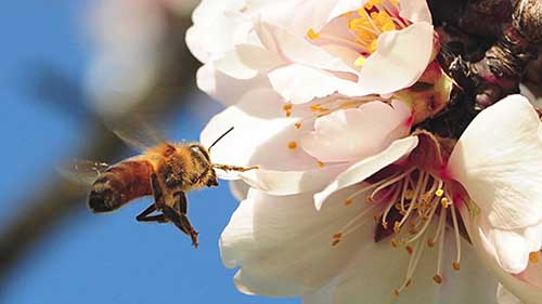 益虫的保护作用