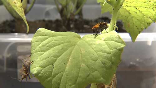 蔬菜的害虫防治