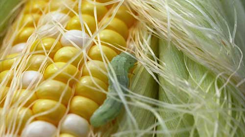 基因技术消灭玉米穗虫