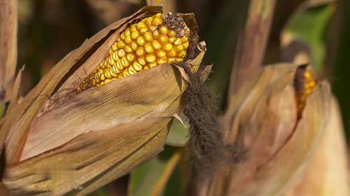 玉米螟虫和根虫的防控