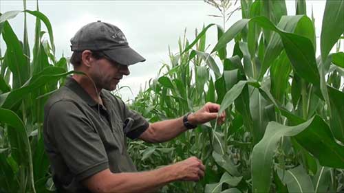 寻找和防控玉米螟虫