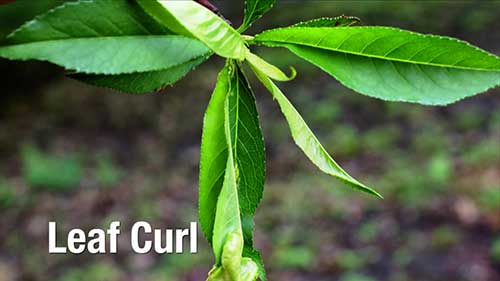 果树常见病害知识