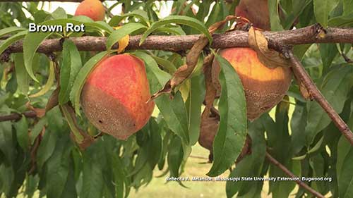 桃树病虫害及其防治