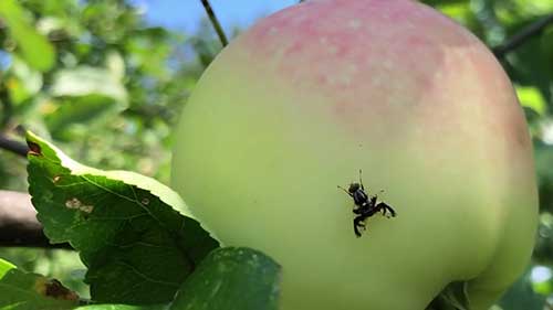 果树病虫害的季节性措施