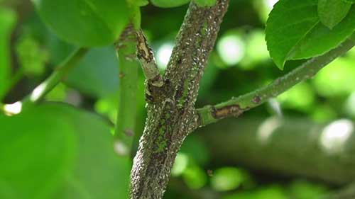 如何使用休眠油