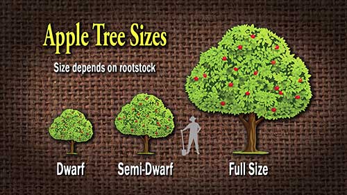 介绍几种抗病苹果树