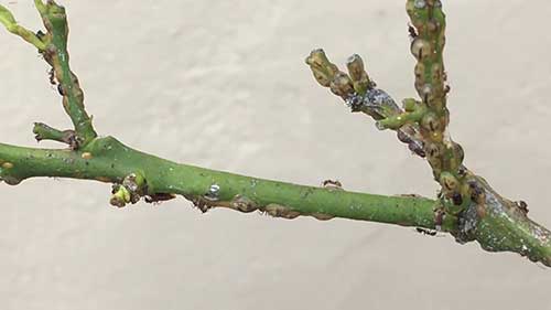 如何让蚂蚁远离树木