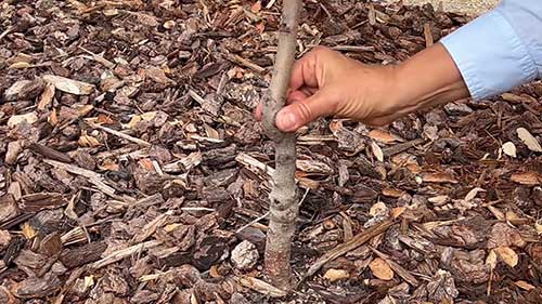 处理果树寄生根的方法