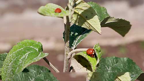 全天然的除虫方法