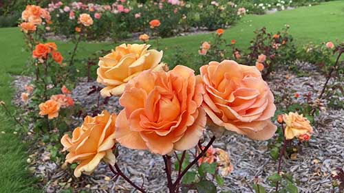 治疗玫瑰花的灰霉病