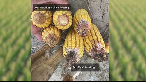 如何防治玉米穂虫