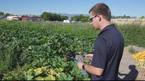 植物害虫诊断实验室