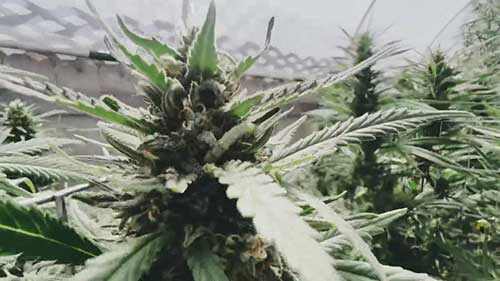 学习害虫防治的知识