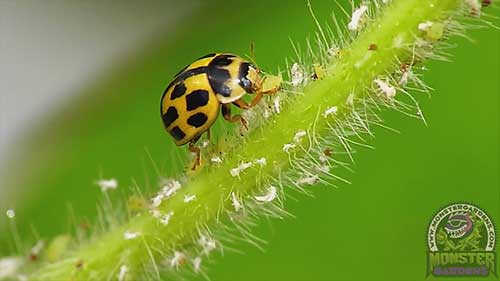 什么是昆虫生长调节剂