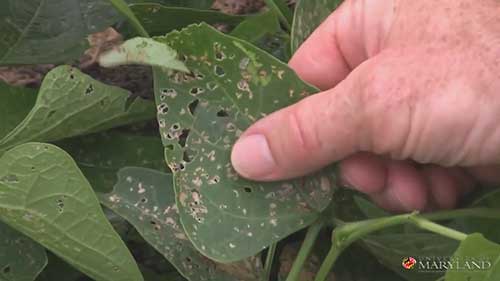 健康有机的综合虫害治理方法