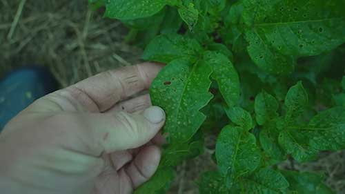害虫管理和植物保护