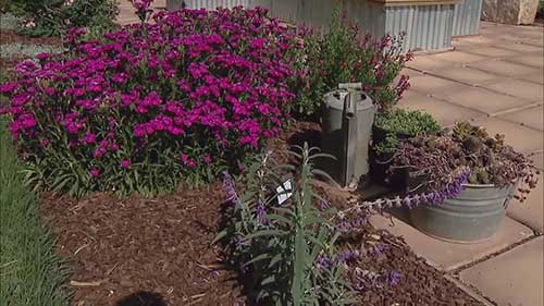 学习两种虫害管理方法