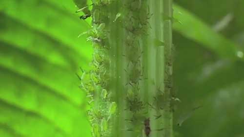 用寄生蜂消灭蚜虫