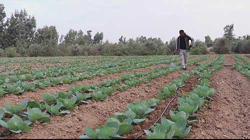 有机农业和病虫害控制