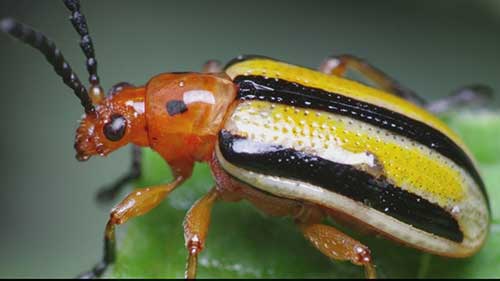 三系马铃薯甲虫