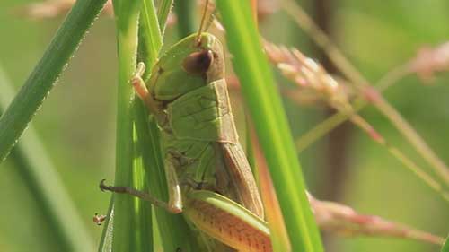 犹他州的蚱蜢问题