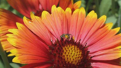 犹他州的IPM示范农场