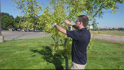 如何提交病虫害植物样本