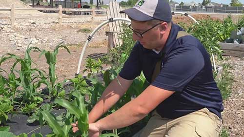 确定田地中病虫害的方法