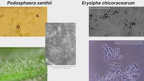 葫芦科植物白粉病