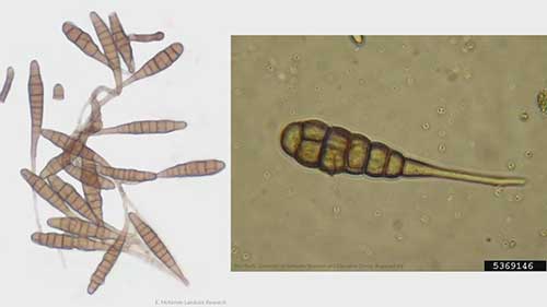防治植物早疫病