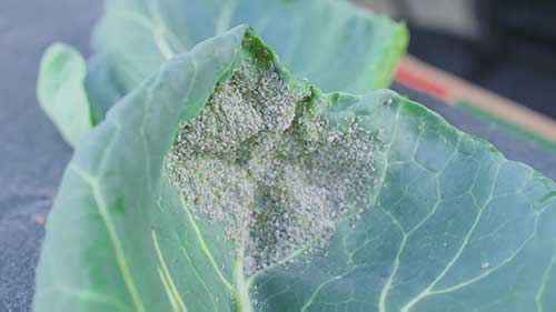 如何有效消灭蚜虫