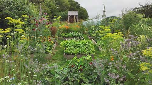 害虫防治的有机方法