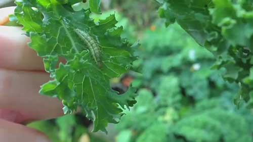 用非化学方法防治害虫