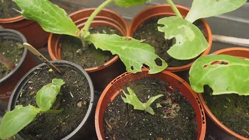 如何有效控制蛞蝓数量